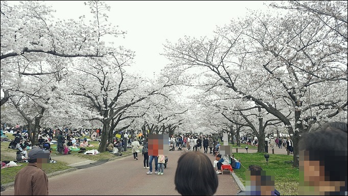 日本さくら名所100選の万博記念公園桜まつり