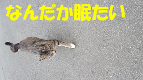 野良猫Gif